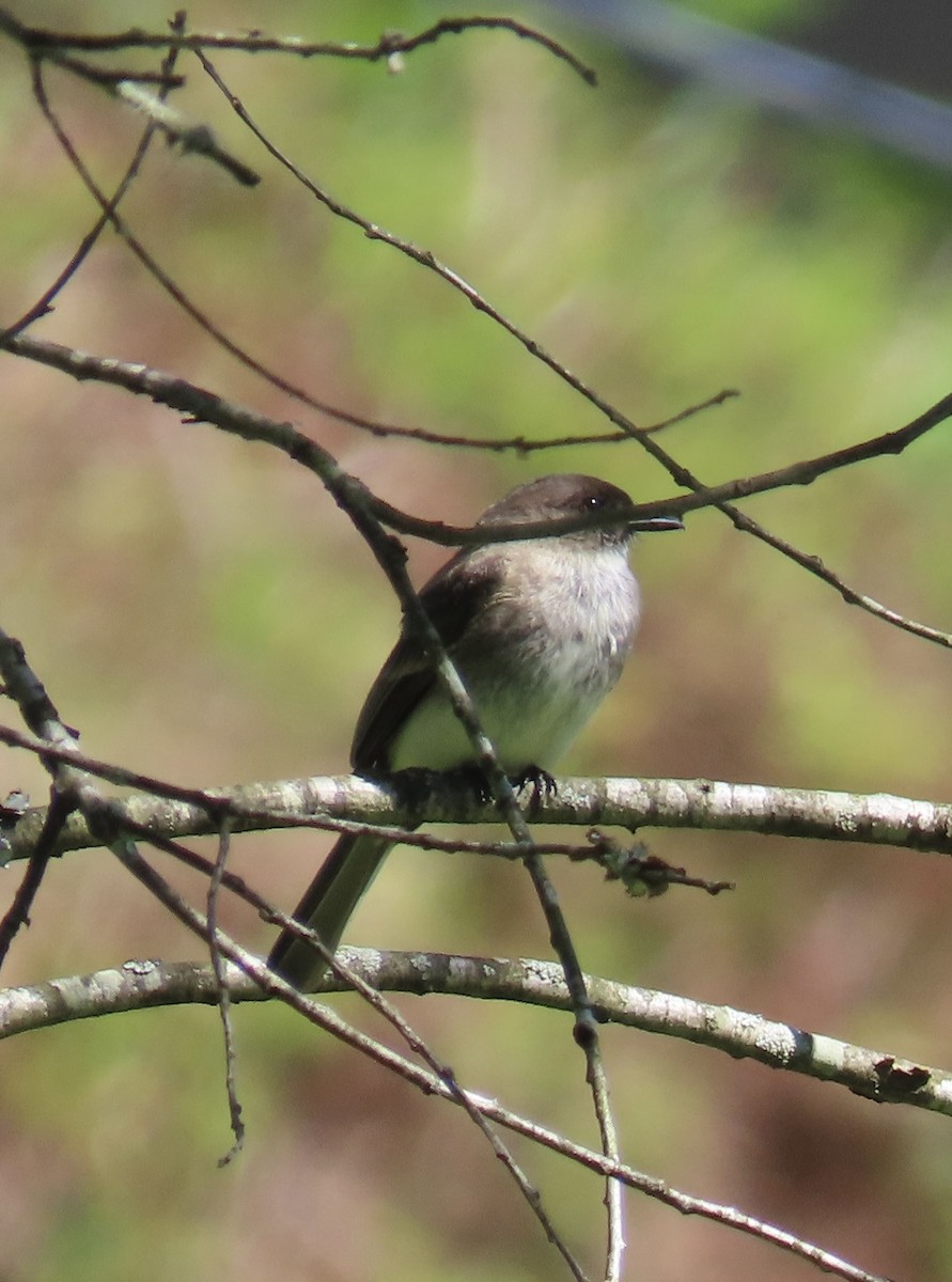 Eastern Phoebe - ML620184570