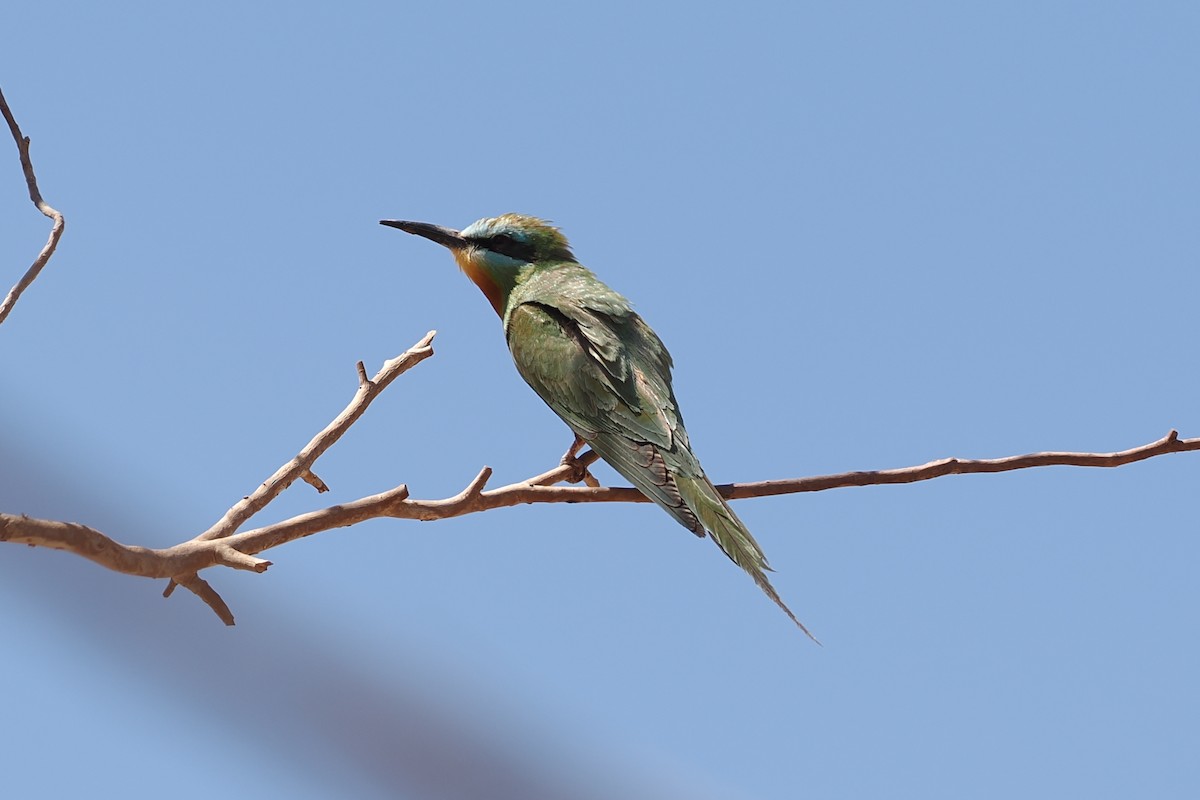 Blue-cheeked Bee-eater - ML620184572