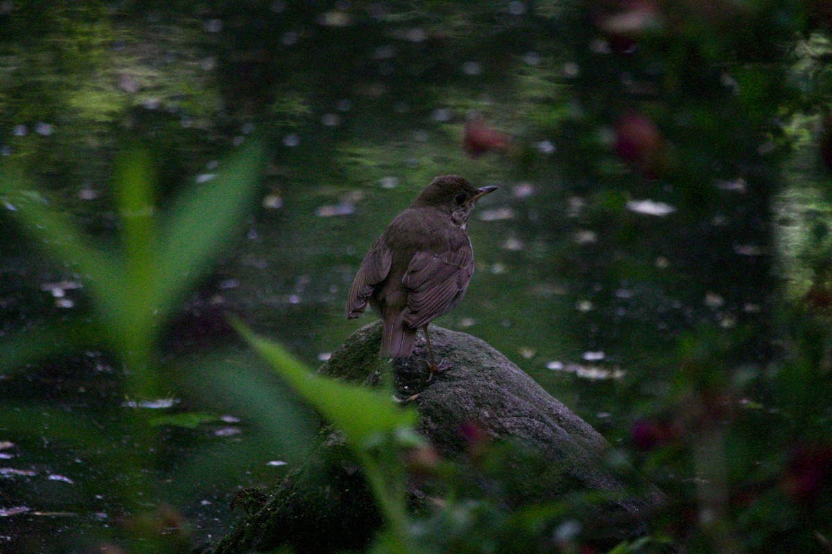 Bicknell's Thrush - ML620184575