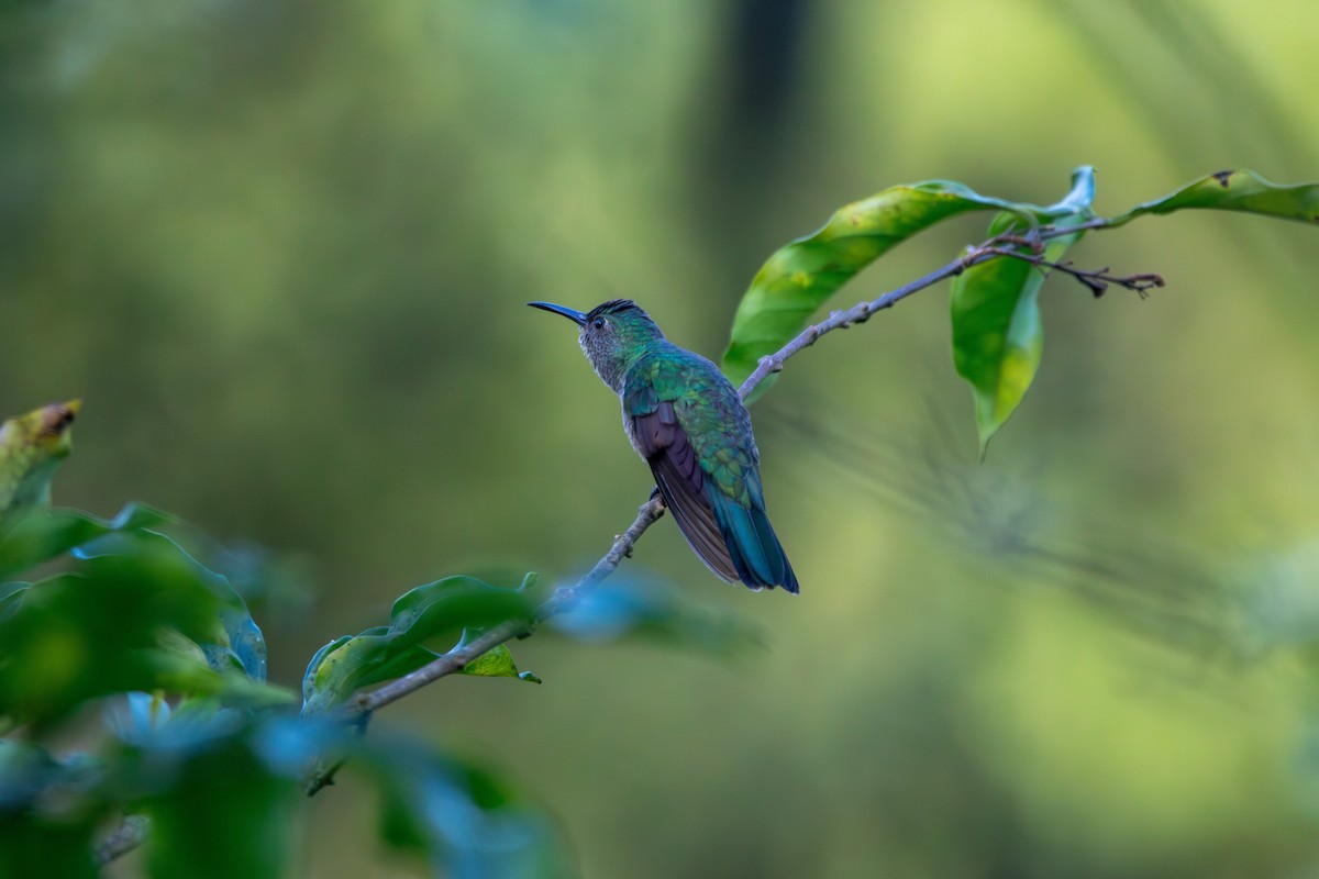 Scaly-breasted Hummingbird - ML620184577
