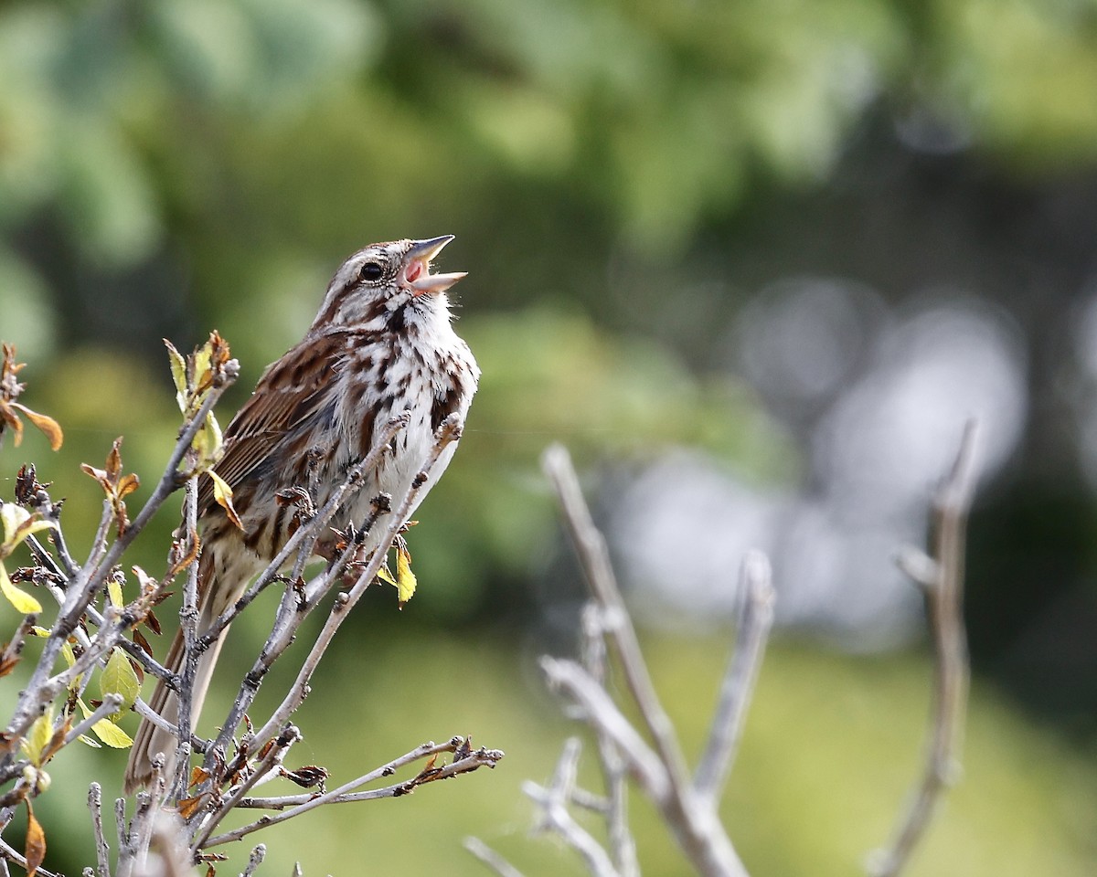 Song Sparrow - ML620184581