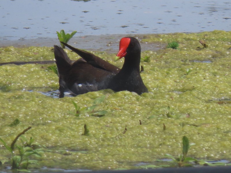 Gallinule d'Amérique - ML620184583