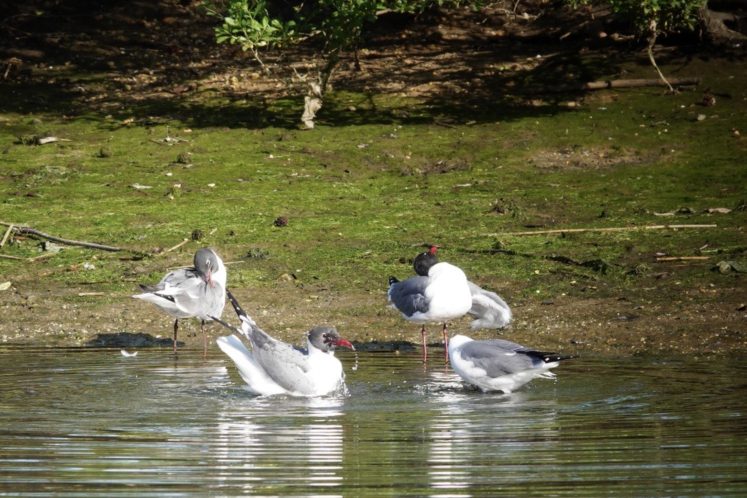 Mouette atricille - ML620184590