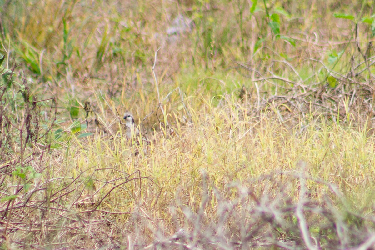 Crested Bobwhite - ML620184597