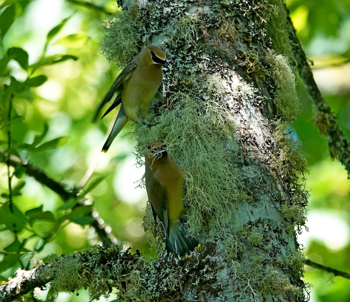 Cedar Waxwing - ML620184601