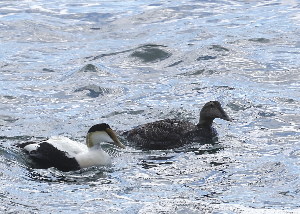 Common Eider - ML620184610