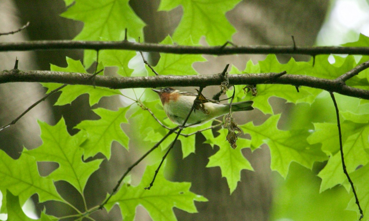 Bay-breasted Warbler - ML620184617