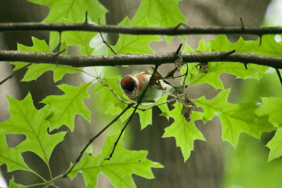 Bay-breasted Warbler - ML620184618