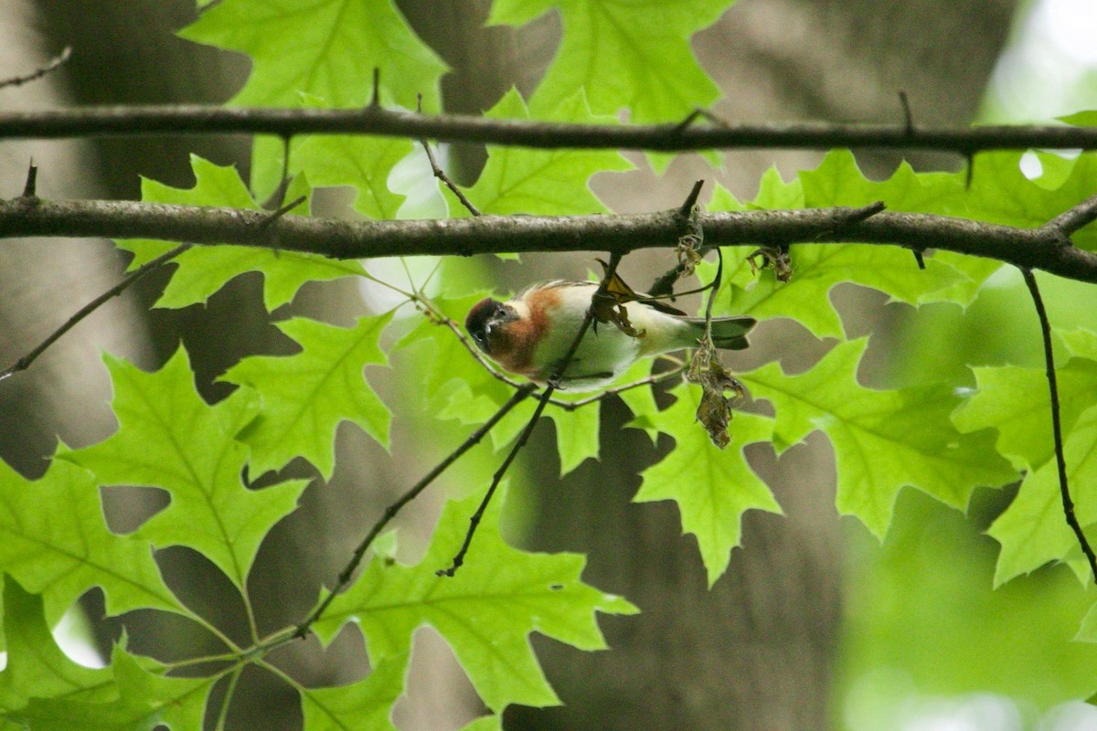 Bay-breasted Warbler - ML620184619