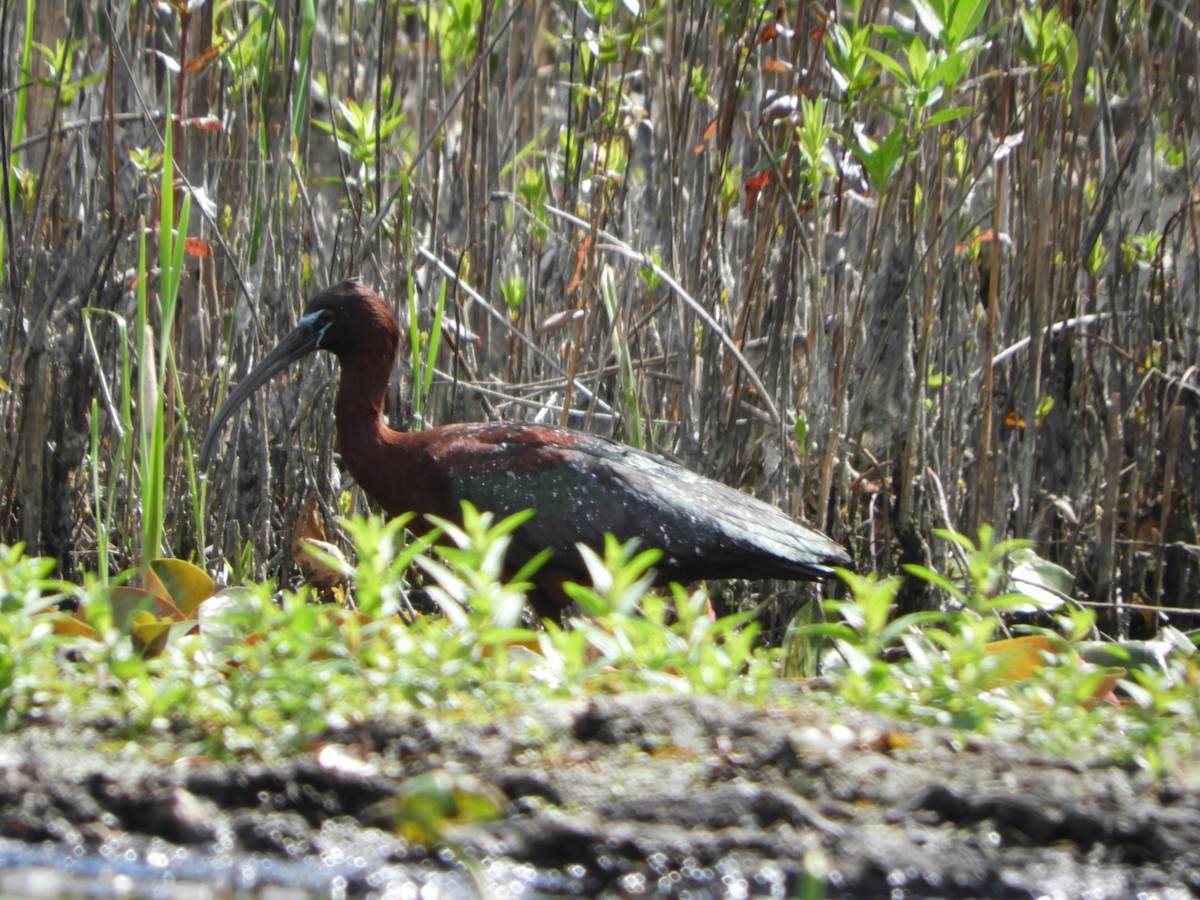 ibis hnědý - ML620184630