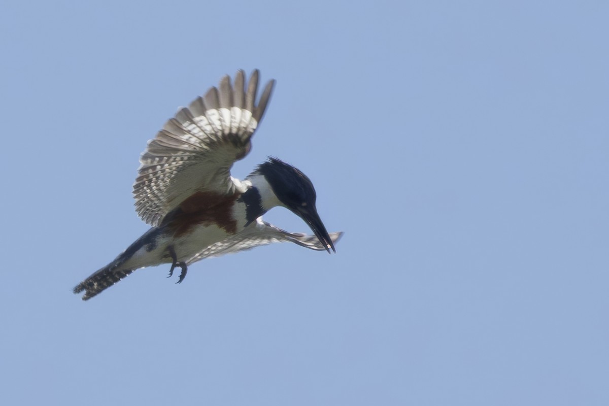 Martin-pêcheur d'Amérique - ML620184634