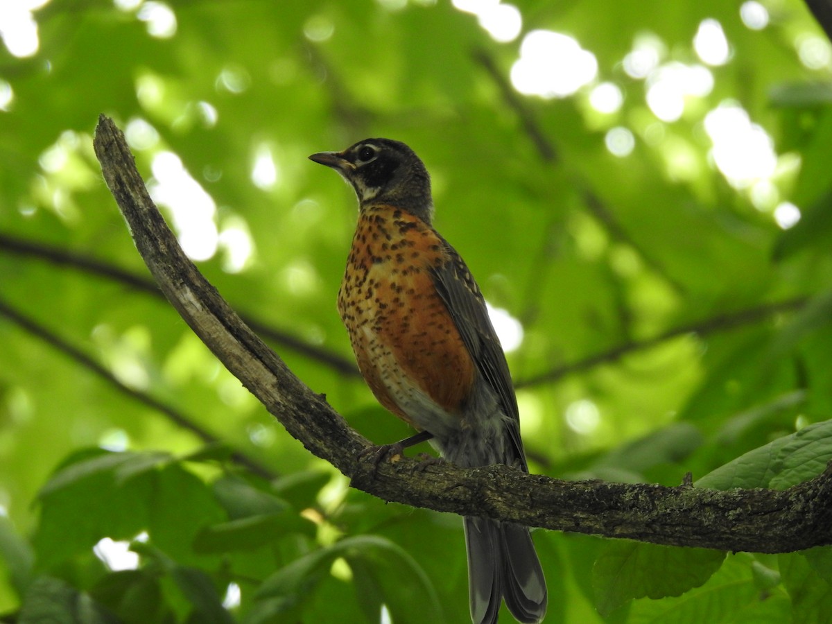 American Robin - ML620184644