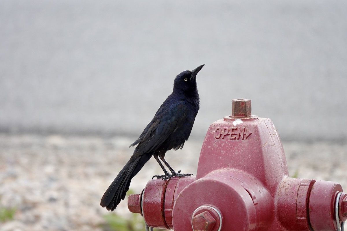 Great-tailed Grackle - ML620184645