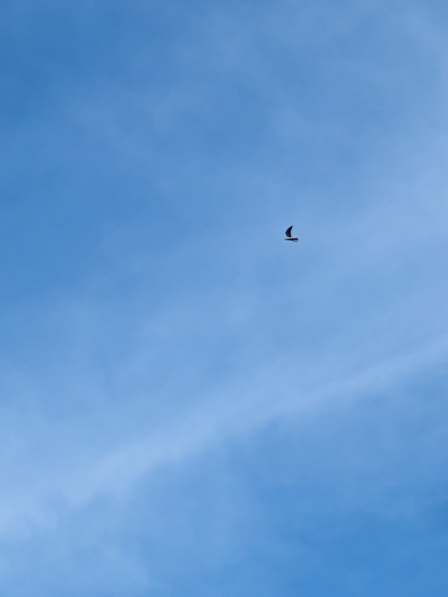 Mississippi Kite - ML620184652