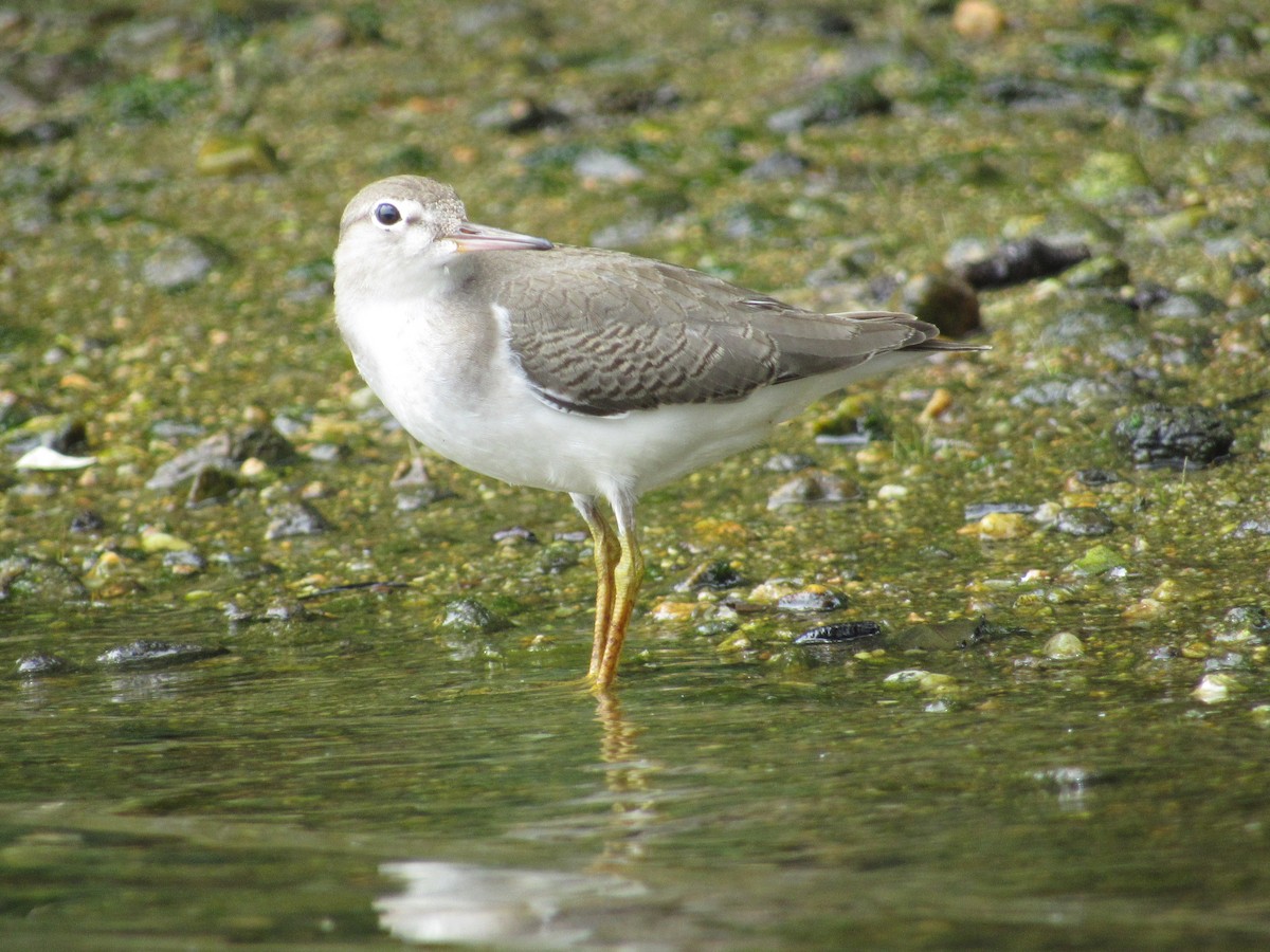 Spotted Sandpiper - ML620184654