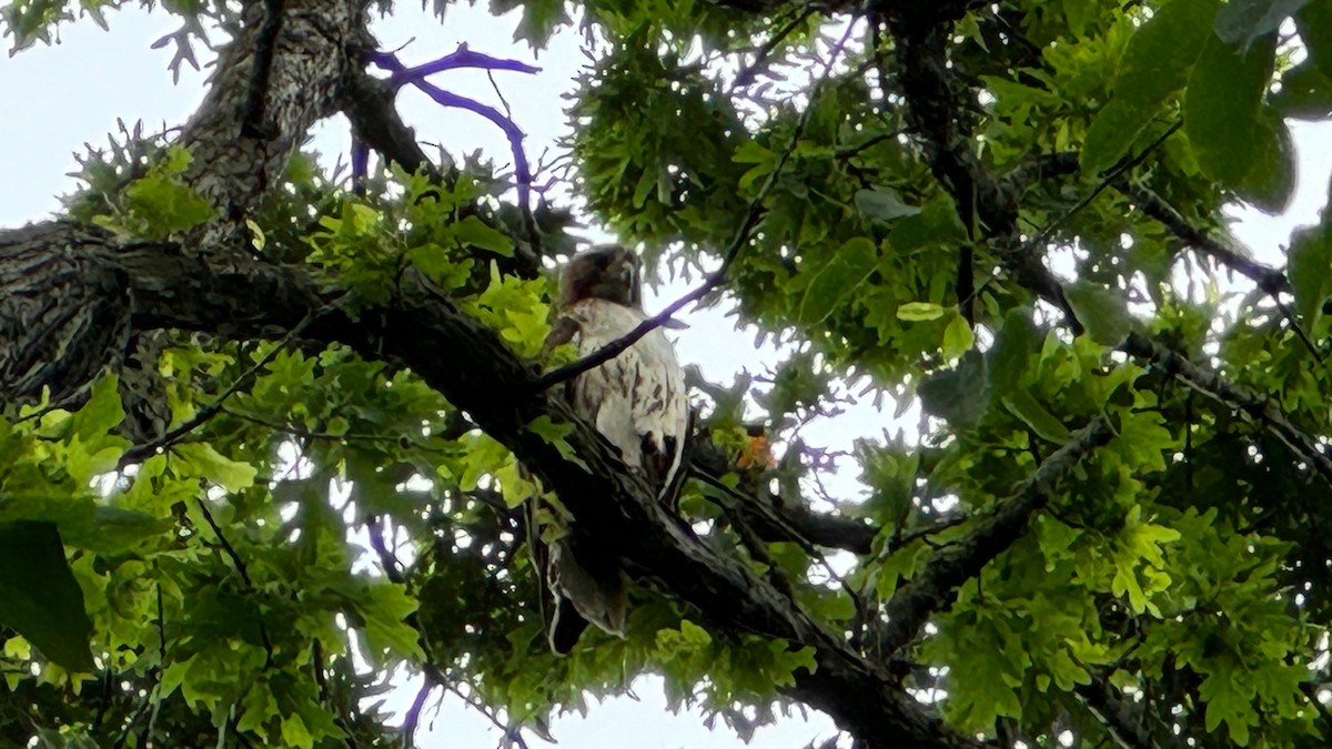 Baltimore Oriole - ML620184666