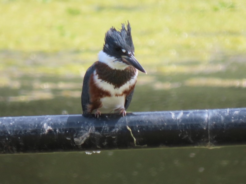 Belted Kingfisher - ML620184667