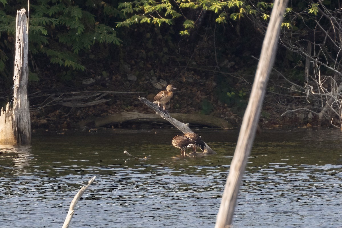 Dendrocygne tacheté - ML620184670