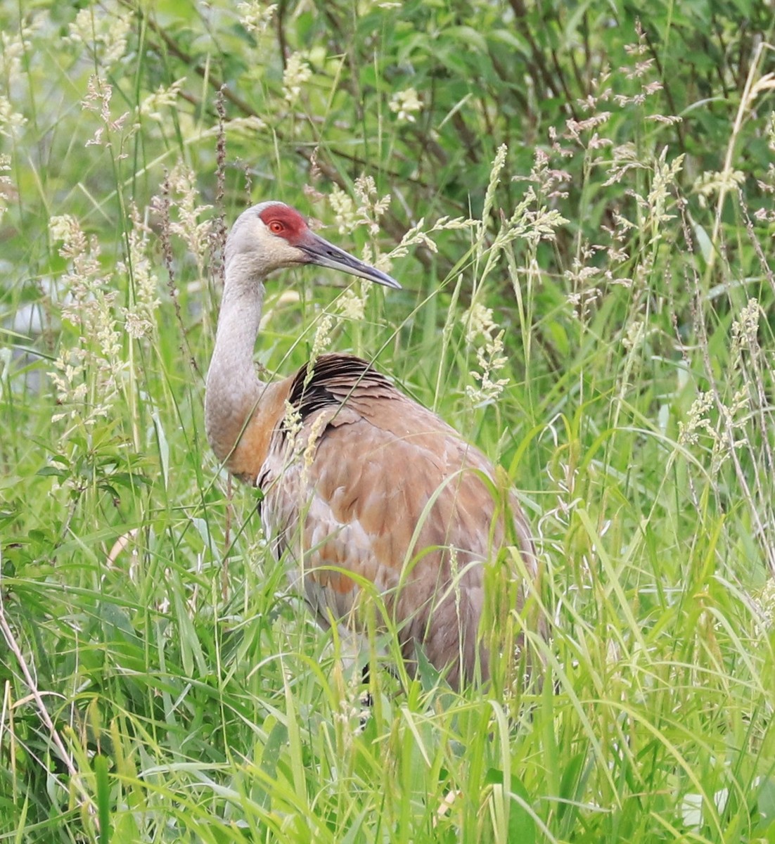 Grue du Canada - ML620184677