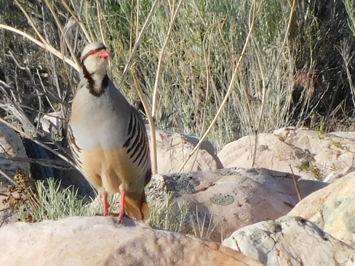 Chukar - ML620184690