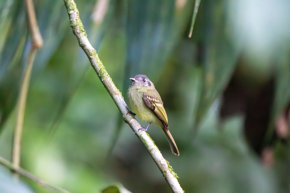 Slaty-capped Flycatcher - ML620184693