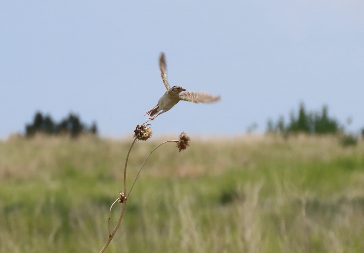 Grasshopper Sparrow - ML620184695