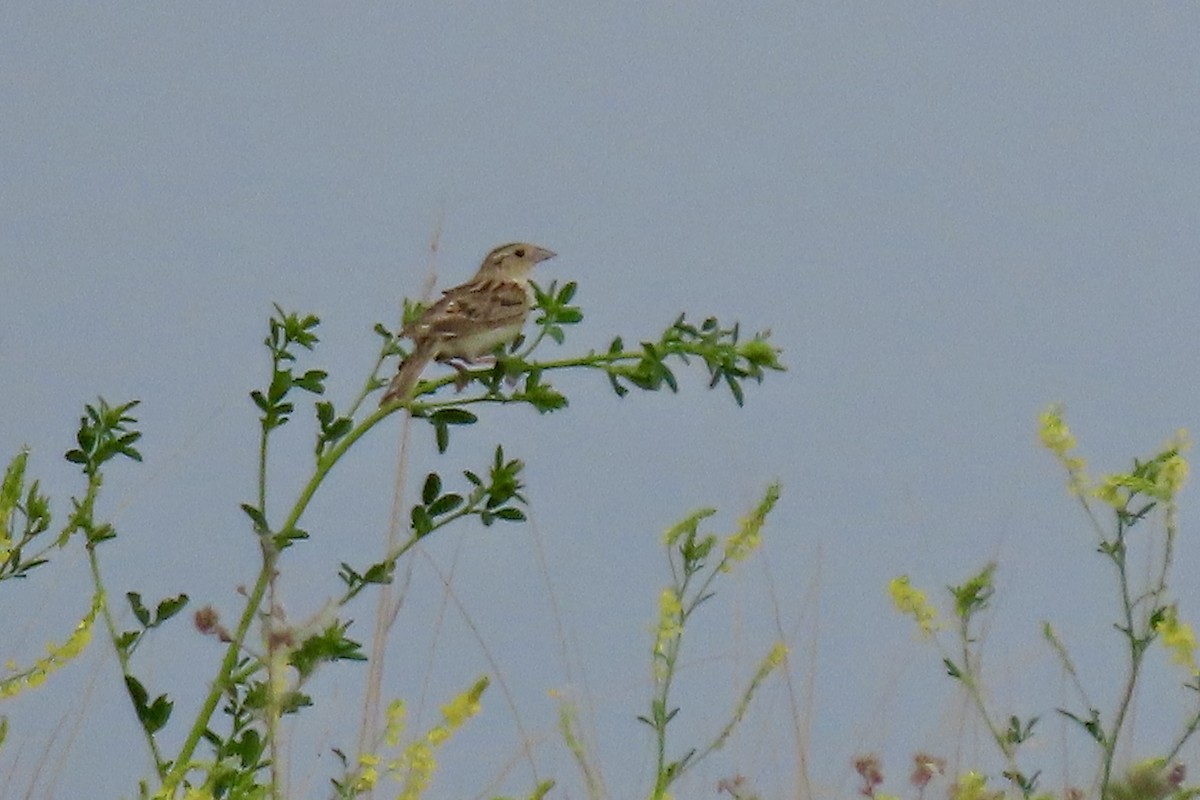 Grasshopper Sparrow - ML620184696