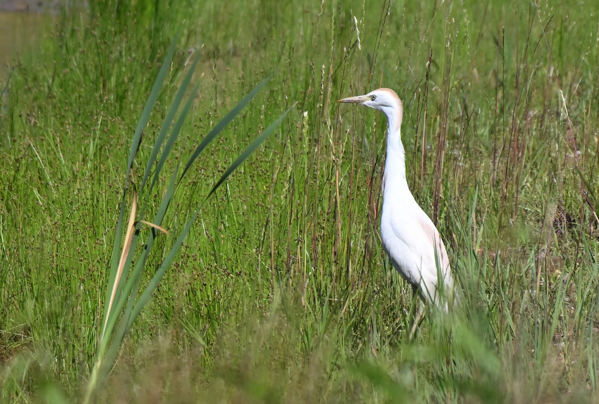 Western Cattle Egret - ML620184701