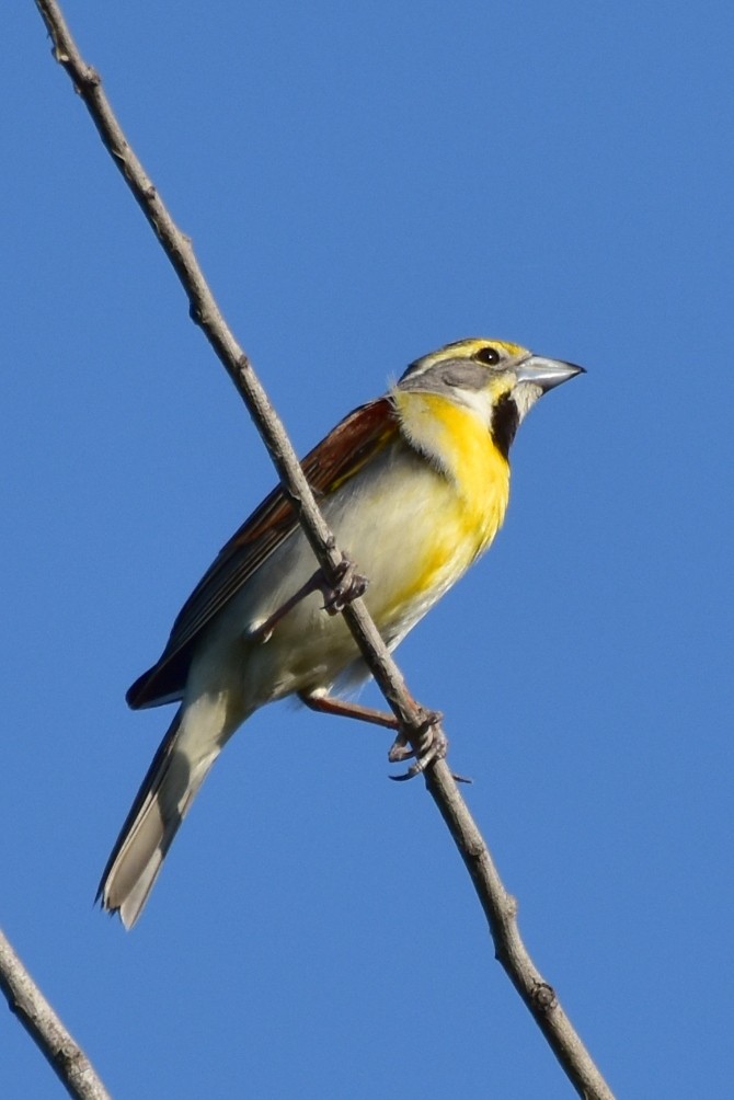 Dickcissel - ML620184702