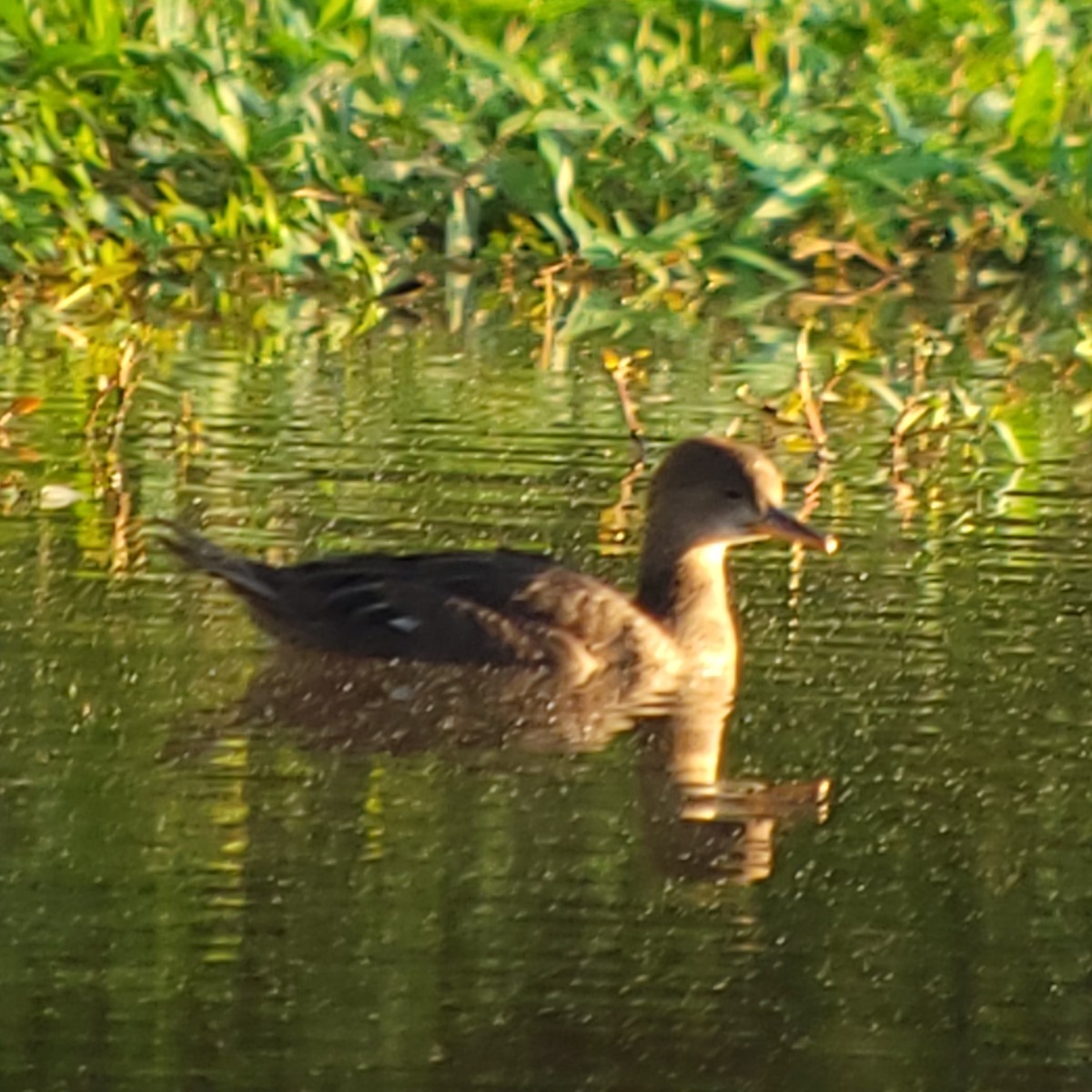 Hooded Merganser - ML620184709