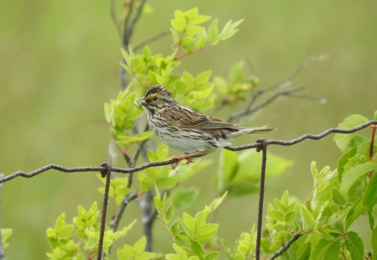 Savannah Sparrow - ML620184712