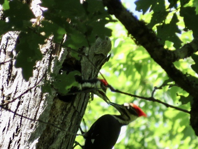 Pileated Woodpecker - ML620184721