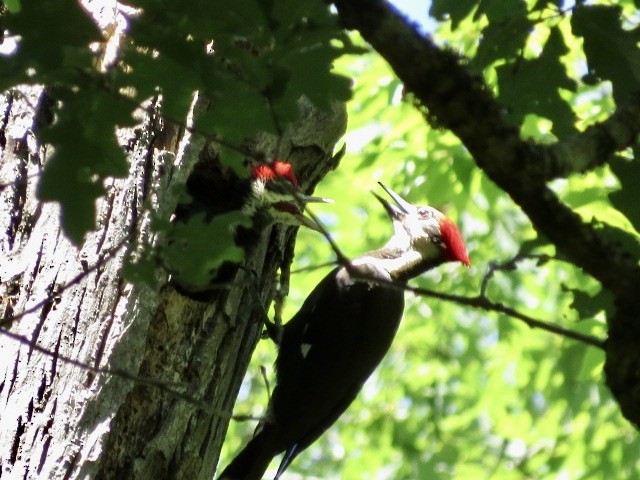 Pileated Woodpecker - ML620184722