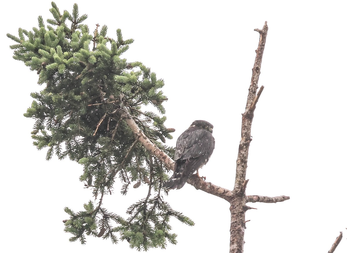 dřemlík tundrový (ssp. columbarius) - ML620184726