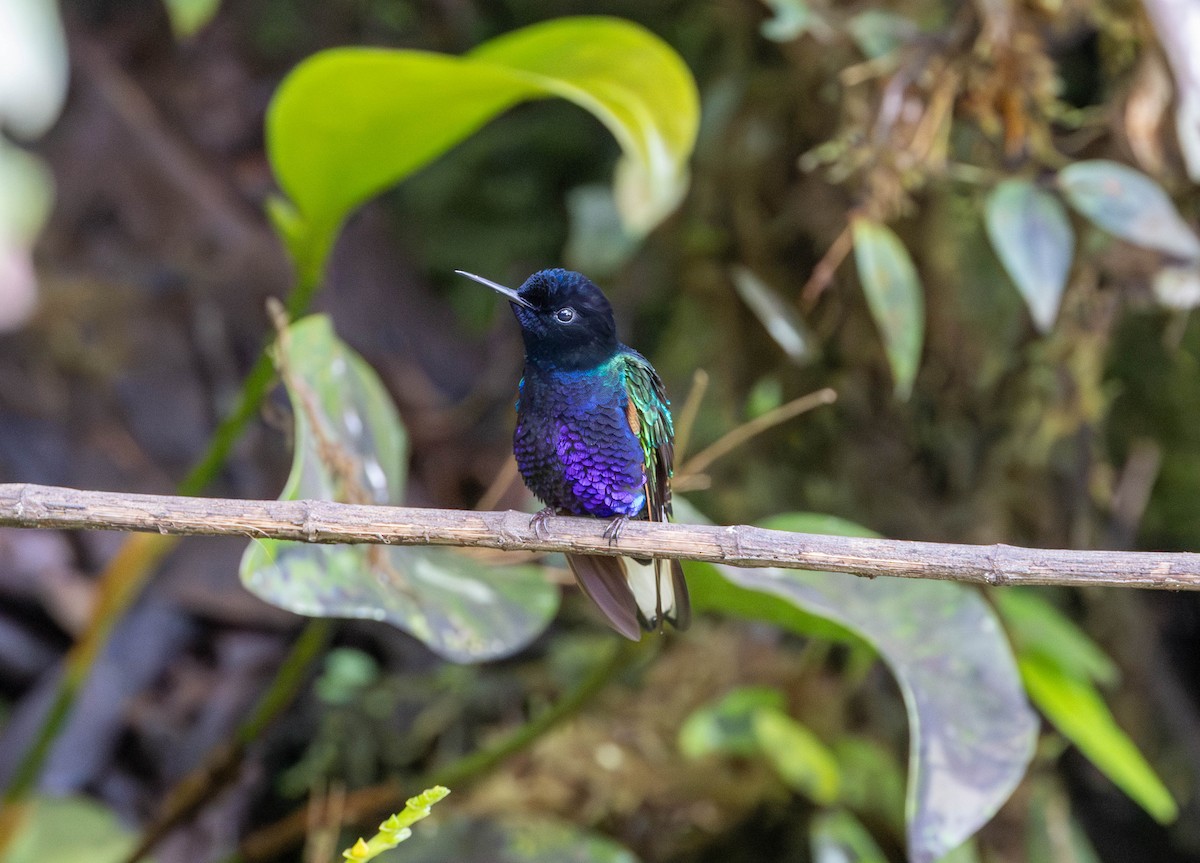 kolibřík hyacintový - ML620184732