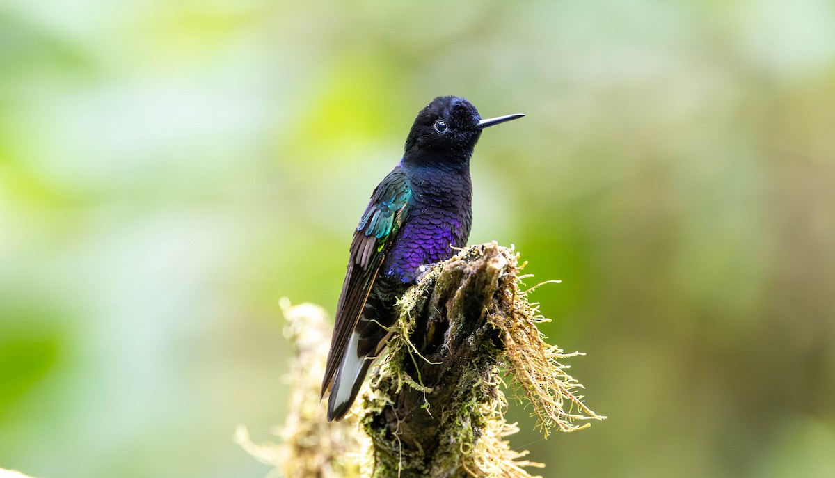 Velvet-purple Coronet - ML620184733