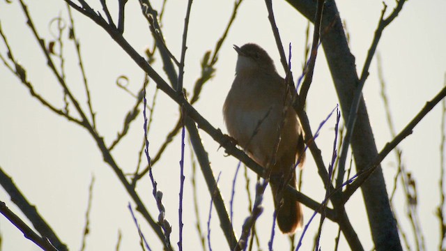 Savi's Warbler - ML620184734