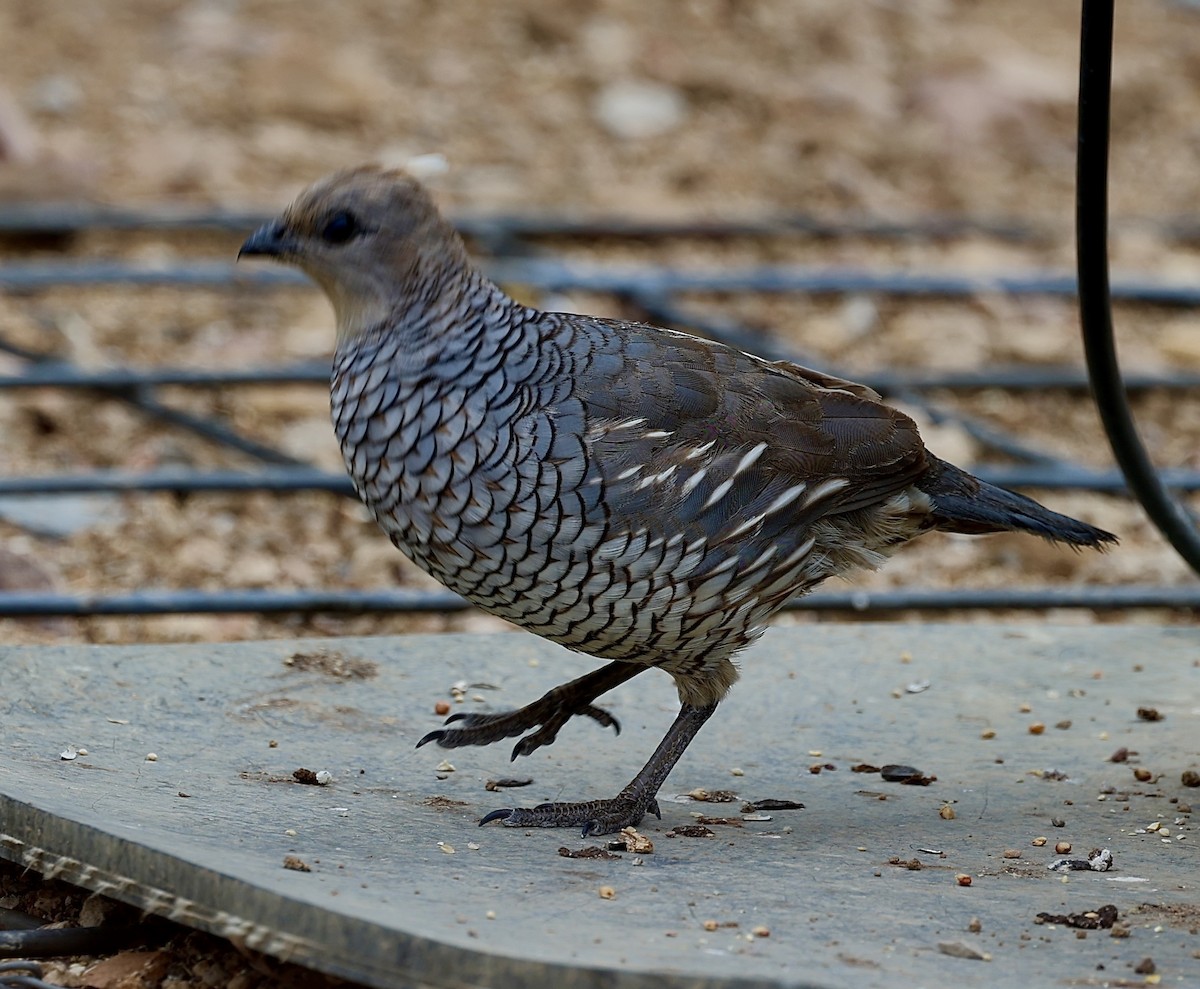 Scaled Quail - ML620184738