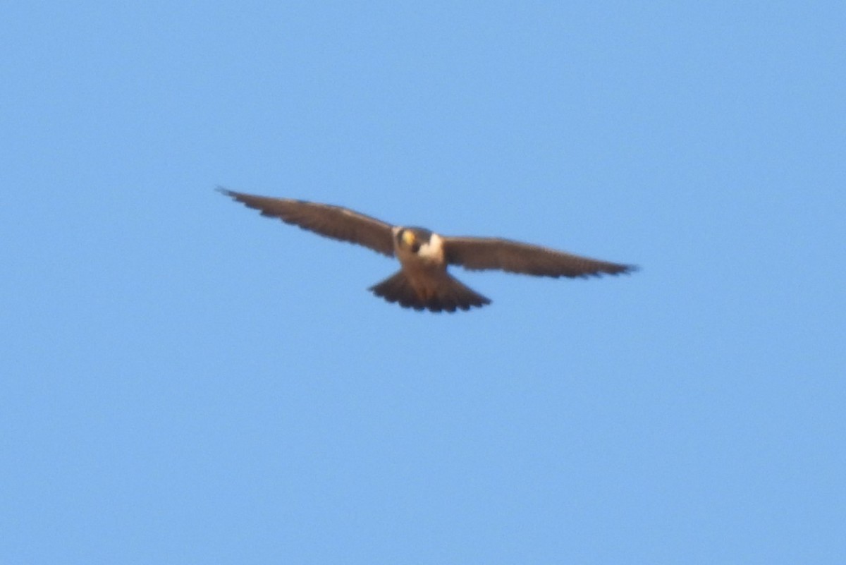 Peregrine Falcon - ML620184750