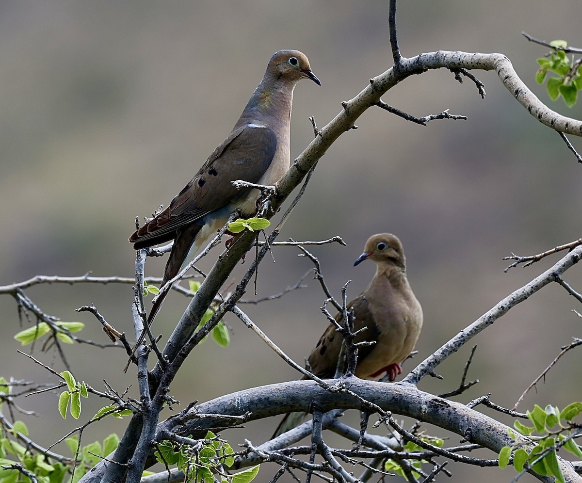 Mourning Dove - ML620184752