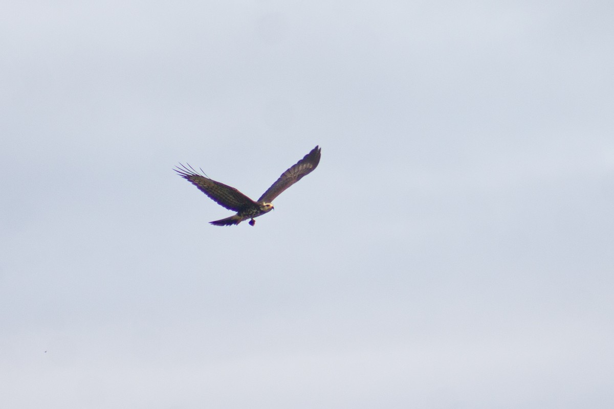 Snail Kite - ML620184753