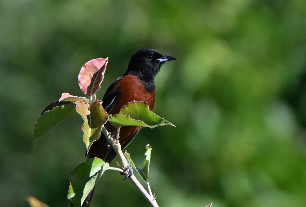 Oriole des vergers - ML620184755