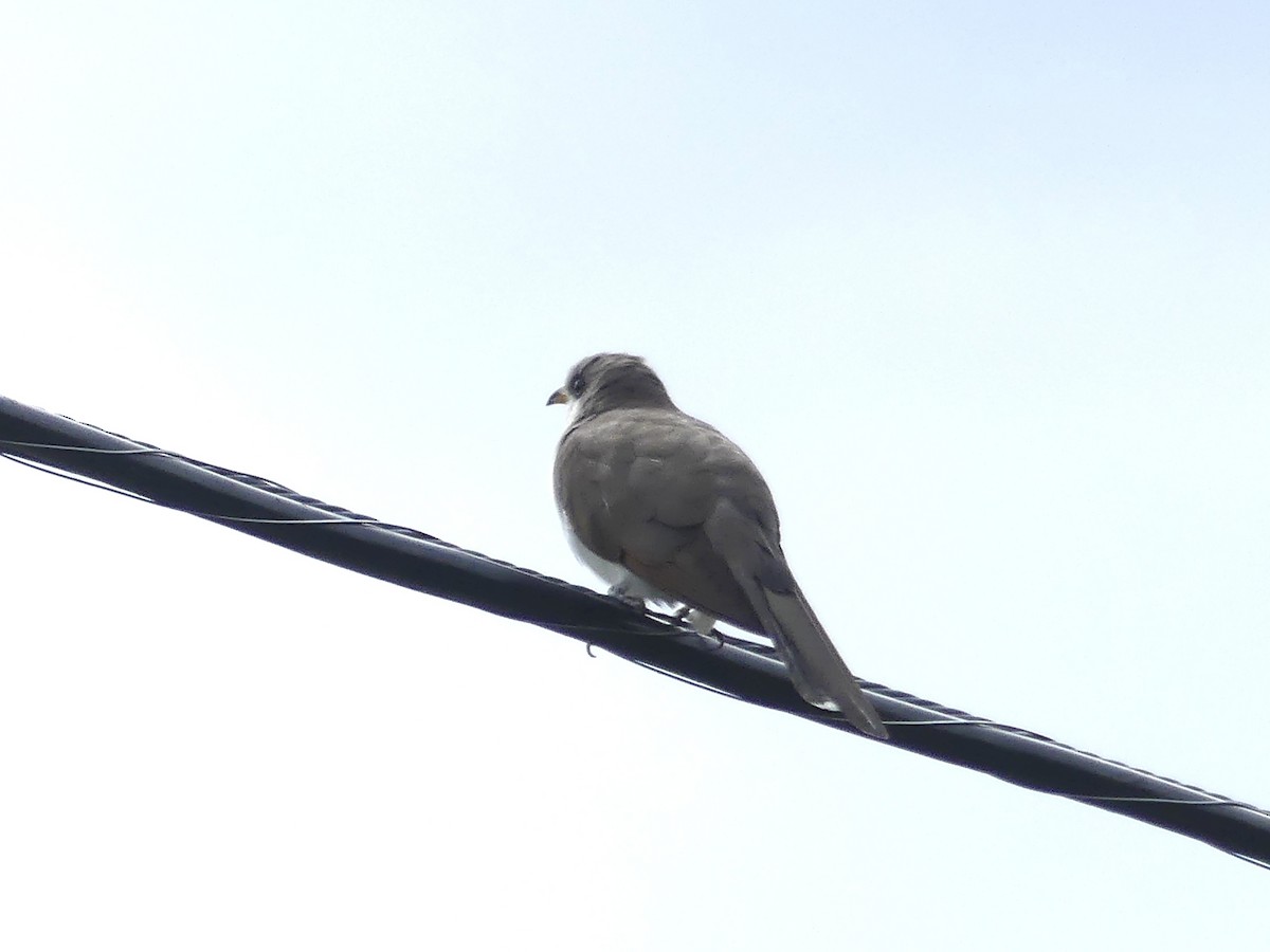 Yellow-billed Cuckoo - ML620184758