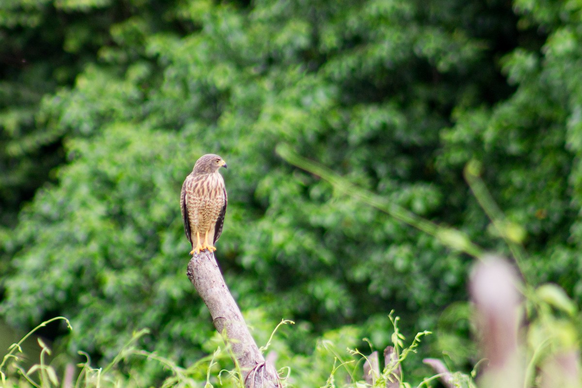 Roadside Hawk - ML620184766