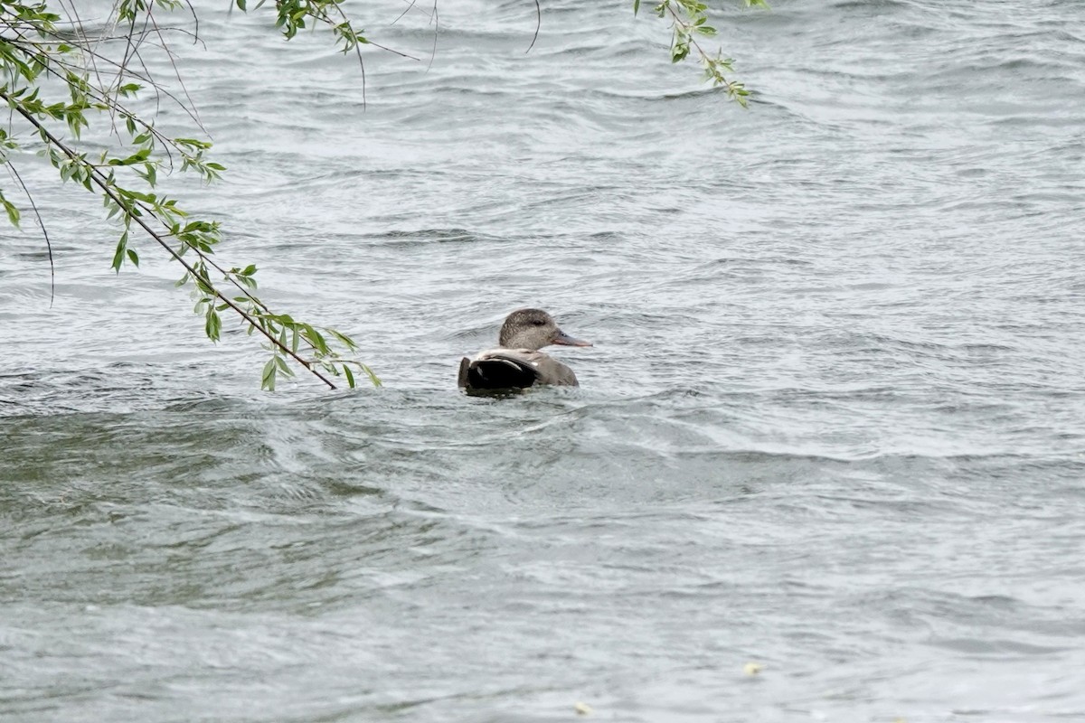 Gadwall - ML620184770