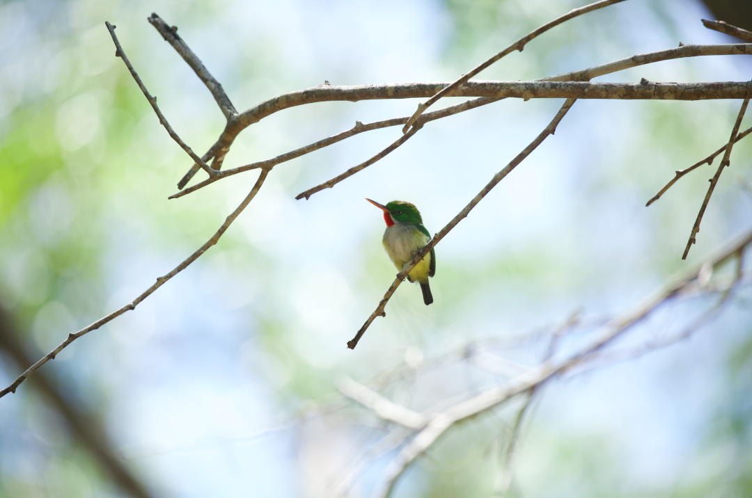 Puerto Rican Tody - ML620184774