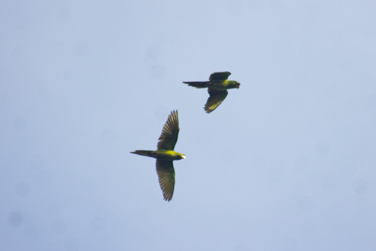 Pacific Parakeet - ML620184777