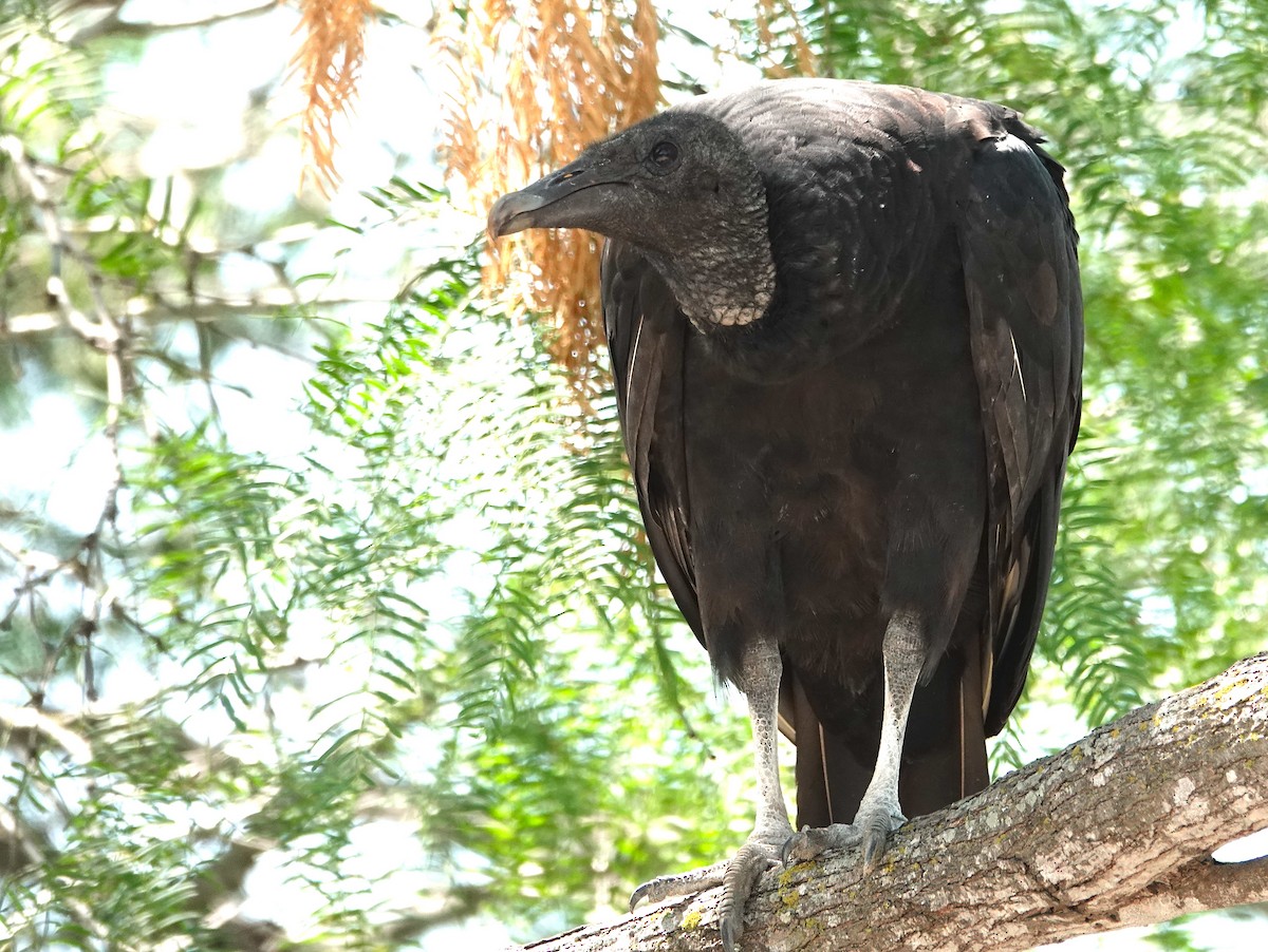 Black Vulture - ML620184781