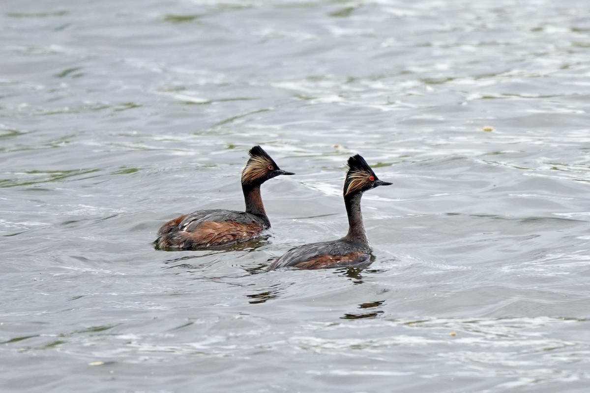 Eared Grebe - ML620184783