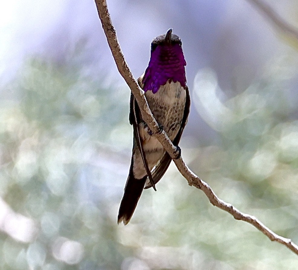 Lucifer Hummingbird - ML620184790